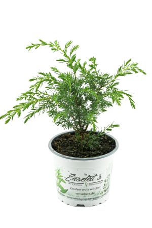 Grillwacholder Pflanze aus Nachhaltigem Anbau, Grill Wacholder Pflanze 