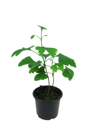 Ginkgo (Ginkgo biloba)