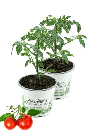 2er Set Balkontomate Siderno F1, Tomatenpflanze, Buschtomate