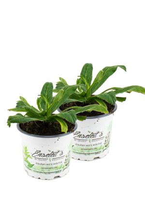 2x Mui-Tau, langer Koriander, Koriander Pflanze (Eryngium foetidum)