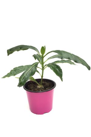 Noni, indische Maulbeere (Morinda citrifolia)