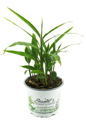 Thai-Ingwer, großer Galgant (Alpinia galanga)