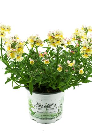 Elfenspiegel gelb  (Sunsatia)