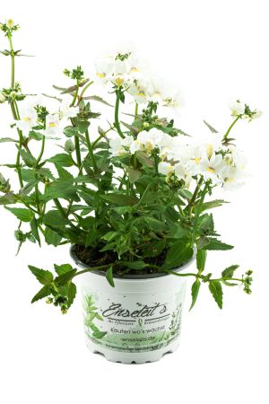 Elfenspiegel weiss (Sunsatia)