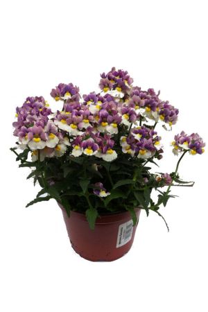 Elfenspielgel blau-weiss (Nemesia Blueberry Ripple)