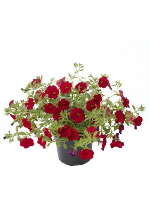 Zauberglöckchen rot, Million Bells, Minipetunie  (Calibrachoa  Hybriden)