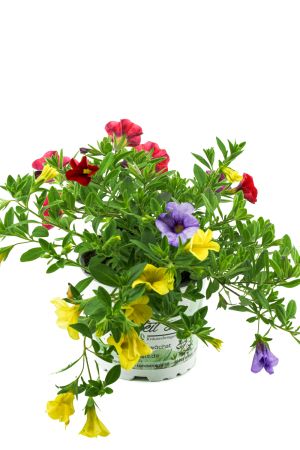 Zauberglöckchen, Minipetunie Trio rot-blau-gelb, Million Bells  (Calibrachoa  Hybriden)