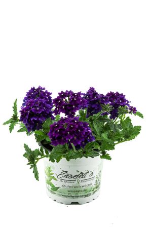 Verbenen blau/violett, (Verbena Hybrida)
