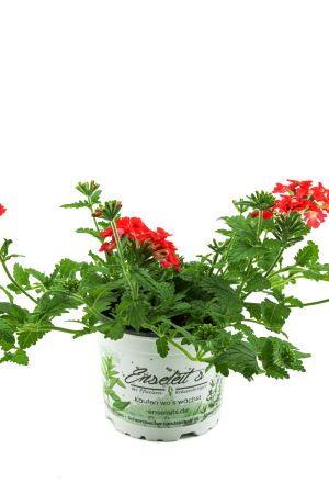 Verbenen rot (Verbena Hybrida), Sommerblumen