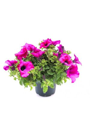 Petunien purple (Petunia Hybrida)