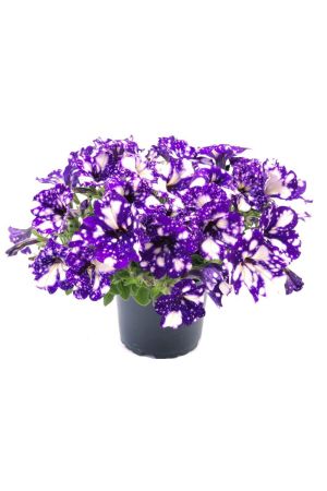 Petunien Night Sky  (Petunia Hybrida)