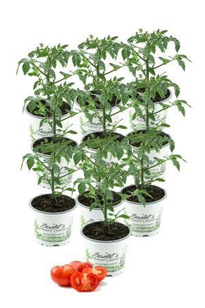 10 Pflanzen Fleischtomate, frischer Fleischtomatenstrauch,Tomatenpflanzen