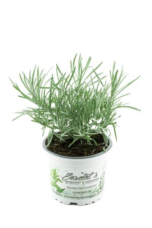 Currykraut Pflanze, Helichrysum angustifolia