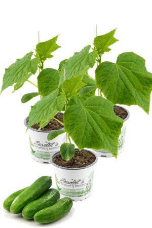3 Pflanzen Veredelte Schlangengurke, Gurkenpflanze Veredelte Mini Mini Gurke 'Mini Mini Stars' F1