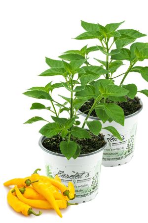 2er Set Zitronen-Chili Pflanze, Capsicum baccatum "Lemon Drop"