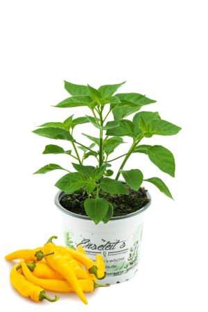 Zitronen-Chili Pflanze, Capsicum baccatum ‘Lemon Drop‘