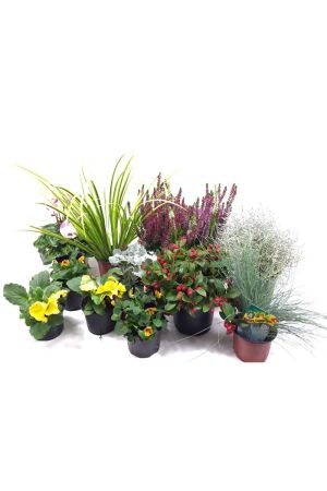 Herbstbalkonset XXL, Großes Herbst Blumen Set, Winterheide, Stiefmütterchen, Scheinbeere......