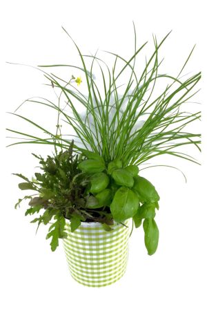 Küchen Kräuter Trio, mit je 1 Pflanze Strauchbasilikum, Schnittlauch, Rucola incl. Dekotopf mit Wasserspeicher 