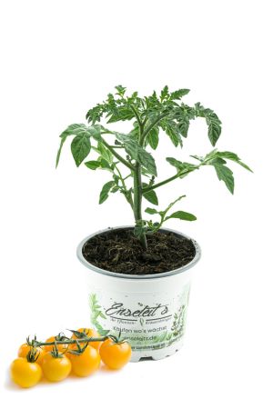 Gelbe Cocktailtomate "Kirschtomate",Cherrytomate,frische Tomaten Pflanzen,Tomatenpflanzen,F1 Sorte