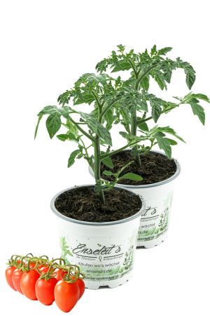 2er Set Dasher F1 Pflaumen Cherry Tomate,Tomatenpflanzen,Tomatenpflanze,