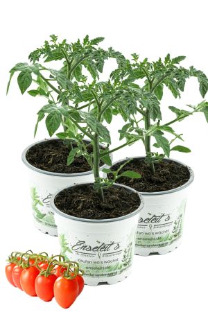 3er Set Dasher F1 Pflaumen Cherry Tomate,Tomatenpflanzen,Tomatenpflanze,