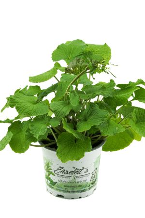 Echte Wasabi Pflanze, Echter Wasabi Winterhart, Japanischer Meerrettich