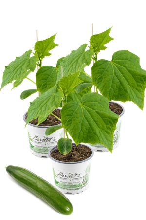 3x Gurkenpflanze Veredelte Midi Schlangengurke, Veredelte Midi-Gurke F1 Sorte 