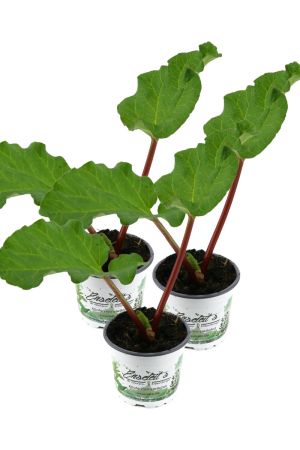 3er Set Rhabarber Pflanze! Frische Pflanze aus der Gärtnerei. Aus Nachhaltigem Anbau!