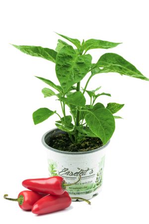 Chili Jalapeno, Chili Pflanze von der Gärtnerei Enseleit! 
