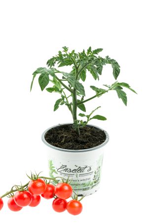 Cocktailtomate  'Cherry Falls', Tomatenpflanzen F1 Sorte 