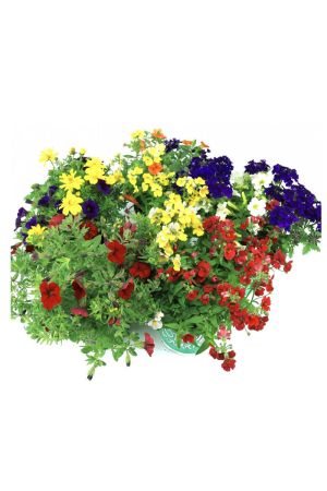 Sommer Blumen Set Nr.1, 3 bunte Beet und Balkonblumen  (z.b. Zauberglöckchen, Verbenen, Mini Petunien, Elfenspiegel.....) 