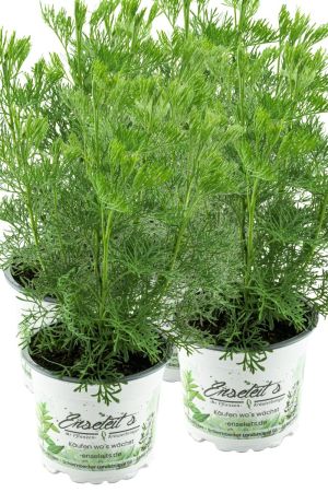 4er Set Cola-Strauch, Cola-Kraut im Topf, Artemisia abrotanum var. Maritima, frische Cola Pflanze direkt aus der Gärtnerei Enseleit