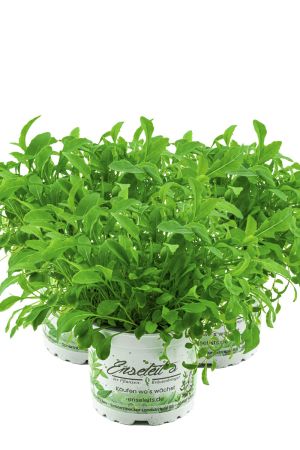 3er Set Wasabi Rucola Pflanze, Salatrauke, DIPLOTAXIS ERUCOIDES, Aus Nachhaltigem Anbau!