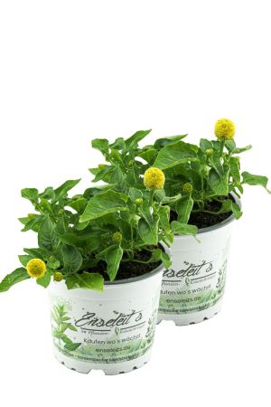 2er Set Parakresse  Pflanze, Prickelknöpfe, Kräuter Pflanze, SPILANTHES OLERACES 