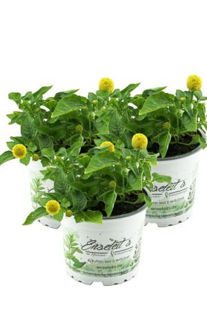 3er Set Parakresse  Pflanze, Prickelknöpfe, Kräuter Pflanze, SPILANTHES OLERACES 