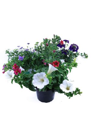 Sommerblumen Trio Set Nr.4, 3 bunte Trio Beet und Balkonblumen  (z.B. mit Zauberglöckchen, Verbenen, Petunia, Gänseblümchen...)