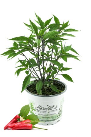 Chili Zimbabwe black, Afrika Chili Pflanze aus Nachhaltigem Anbau! 