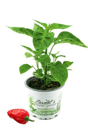 Indischer Chili, Dorset Naga, Cresto Sibirische Hauspaprika,  Chili Pflanze aus Nachhaltigem Anbau! 