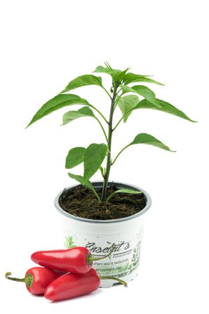 JALAPENO-CHILI SAMIRA SHINY, Mexiko Chili Pflanze aus Nachhaltigem Anbau! 