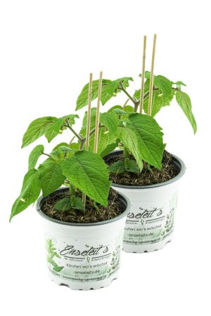 2er Set Ananas Kirsche, PHYSALIS PRUINOSA, Pflanze aus Nachhaltigem Anbau! 