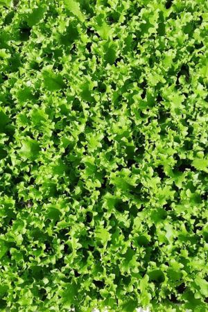 Französischer Endiviensalat im 10 er  Set, Krauser Endiviensalat, Marktfrisch, Französische Endivien