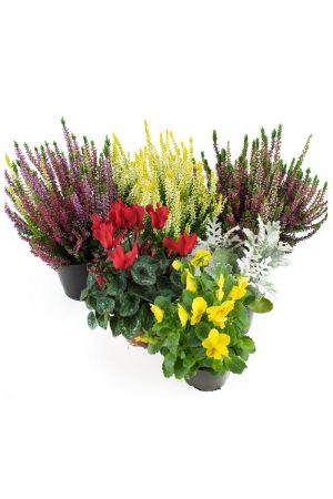 Herbst Blumenset Nr.1  Calluna vulgaris Trios Milka & Wildbeery,  Alpenveilchen, Viola Stiefmütterchen & Silberblatt