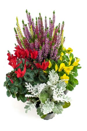 Herbst Blumenset Nr.4 Calluna vulgaris Trios Milka, Alpenveilchen, Viola Stiefmütterchen & Silberblatt