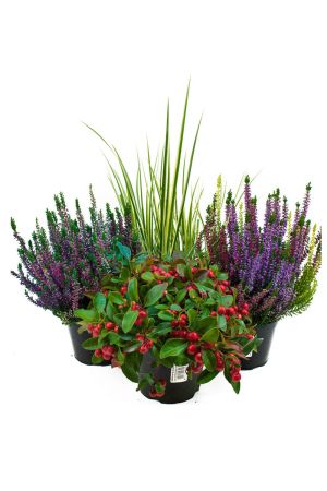 Herbst Blumen Set Nr.6 Calluna vulgaris Trios Milka & Wildbeery, Scheinbeere & Gras grün/weiss
