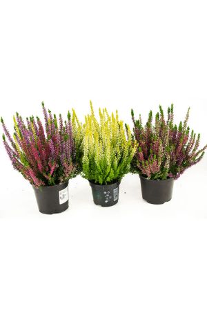Herbst Blumen Set Nr.7 Calluna vulgaris Trios Milka & Wildbeery & Besenheide gelb 