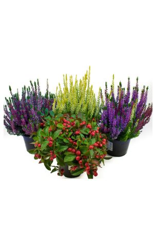 Herbst Blumen Set Nr.9 Calluna vulgaris Trios Milka & Wildbeery, Scheinbeere & Besenheide gelb 