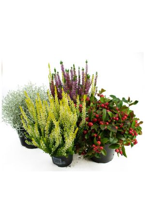 Herbst Blumen Set Nr.10 Calluna vulgaris Trios Milka, Stacheldraht, Scheinbeere & Besenheide gelb 