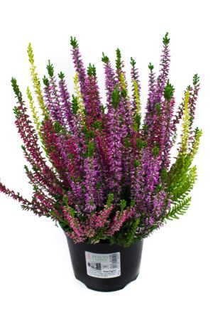 10 Pflanzen Calluna vulgaris Trios Milka, Besenheide, Winterheide, Beauty Lady´s  im Topf 