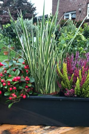 Herbst Balkonkasten 40cm breit, Winterheide, Calluna vulgaris Trio Milka (Besenheide), Gras grün/weiss & Scheinbeere