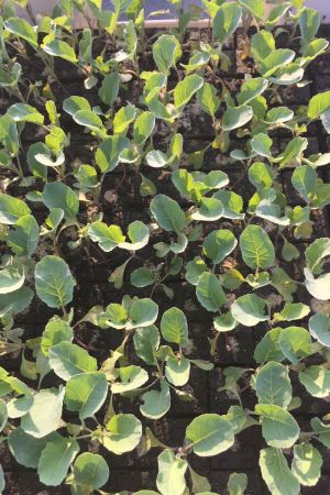 Blumenkohl Pflanzen, Jungpflanzen, Blumenkohl im 10er Set